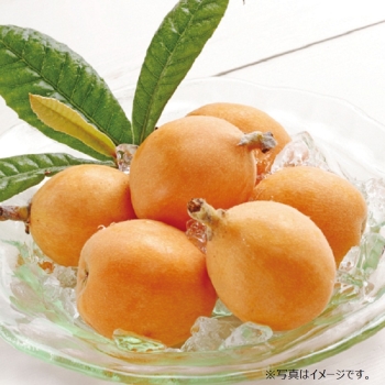 千葉県産 房州びわハウス栽培　３Ｌサイズ　１２個入×２箱　ＢＨ－１２Ｗ