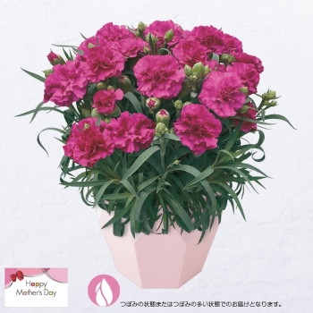 【母の日】カーネーション鉢植え「ムジカ」（５号）