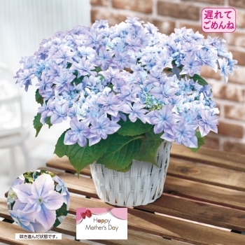 【５月１１日以降発送】アジサイ鉢植え「空海」（５号）