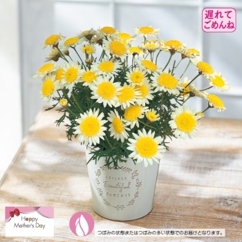 【５月１１日以降発送】マーガレット鉢植え「ソレミオ」（５号）
