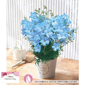 【母の日】デルフィニウム鉢植え「チアライトブルー」（５号）