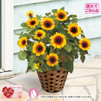 【５月１１日以降発送】ひまわり鉢植え「Ｈｏｎｅｙ」（５号）