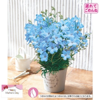 【５月１１日以降発送】デルフィニウム鉢植え「チアライトブルー」（５号）