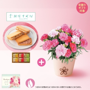 【早贈り】カーネーション（ホットハート）と「銀座千疋屋」銀座フルーツサンド