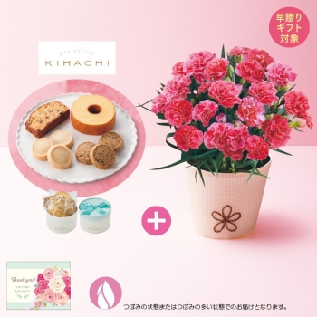 【早贈り】カーネーション（ももりーな）と「パティスリーキハチ」アソートＢＯＸ