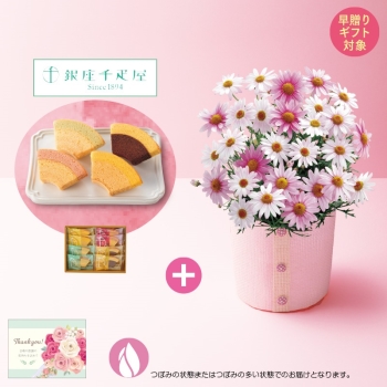 【早贈り】マーガレット（さくらべーる）と「銀座千疋屋」銀座フルーツクーヘン