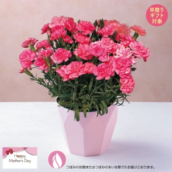 【早贈り】カーネーション鉢植え「ハニーフラッシュ」（５号）