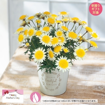 【早贈り】マーガレット鉢植え「ソレミオ」（５号）