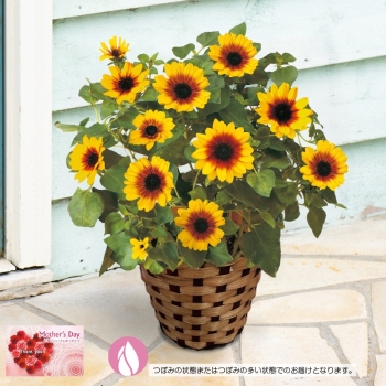 【母の日】ひまわり鉢植え「Ｈｏｎｅｙ」（５号）