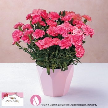 【母の日】カーネーション鉢植え「ハニーフラッシュ」（５号）