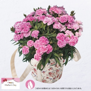 【母の日】カーネーション鉢植え「スイーツライラック」（５号）