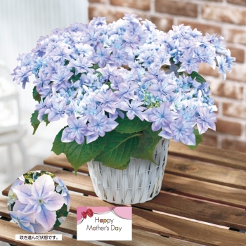 【母の日】アジサイ鉢植え「空海」（５号）
