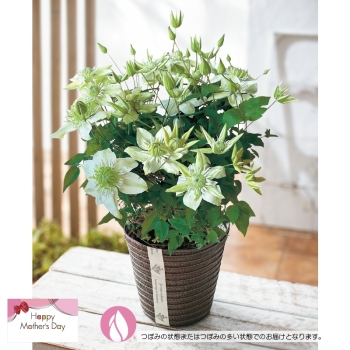 【母の日】クレマチス鉢植え「白万重」（５号）