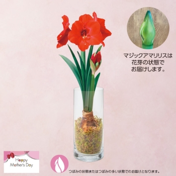 【母の日】マジック　アマリリス（赤）フェラーリ