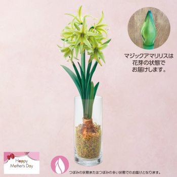 【母の日】マジック　アマリリス（グリーン）エバーグリーン