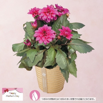 【母の日】ダリア鉢植え「テンプテーション」（５号）