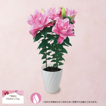 【母の日】八重咲ユリ鉢植え「ローズリリー」（６号）
