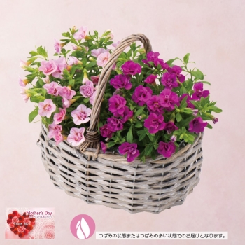 【母の日】八重咲カリブラコア「ペアバスケット」