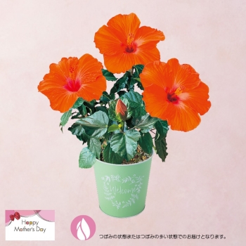 【母の日】ハイビスカス鉢植え「ヘラ」（５号）
