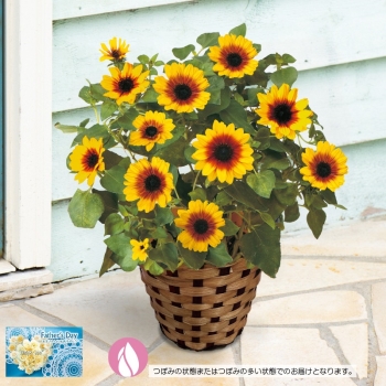 【父の日】ひまわり鉢植え「Ｈｏｎｅｙ」（５号）