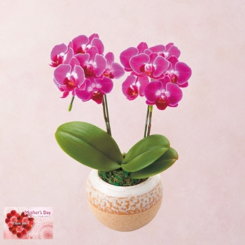 【母の日】胡蝶蘭 盆栽仕立て（４号）