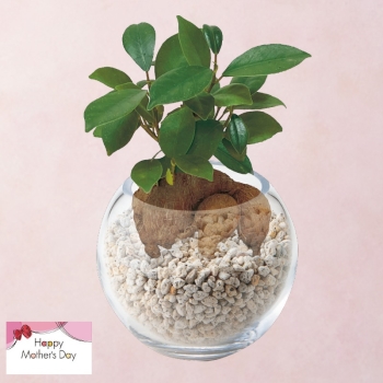 【母の日】ガジュマルガラスボール仕立て（４号）