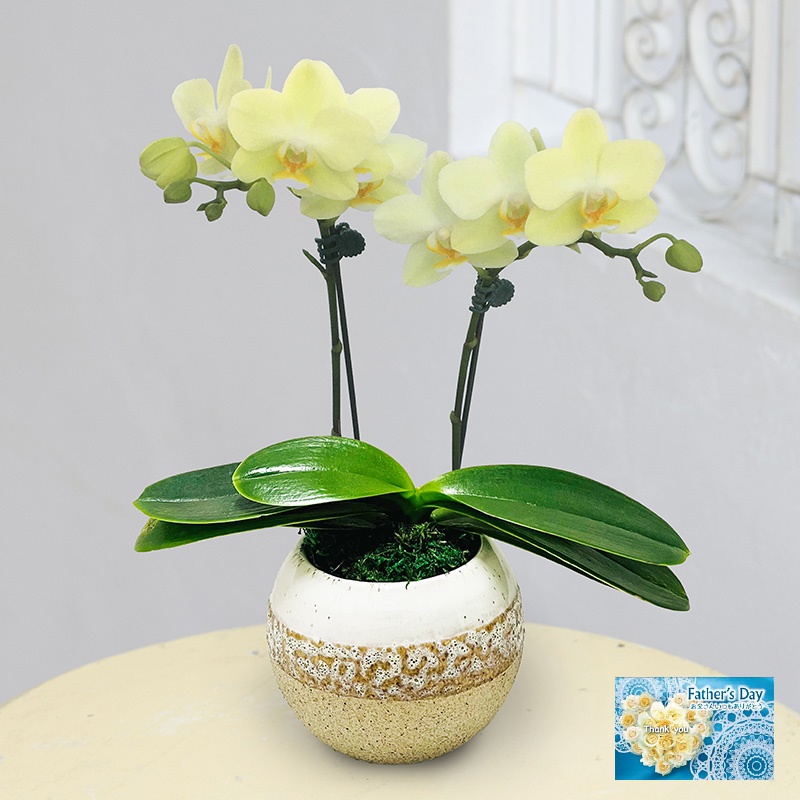 【父の日】胡蝶蘭盆栽仕立て（４号）