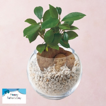 【父の日】ガジュマルガラスボール仕立て（４号）