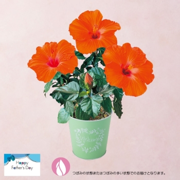 【父の日】ハイビスカス鉢植え「ヘラ」（５号）