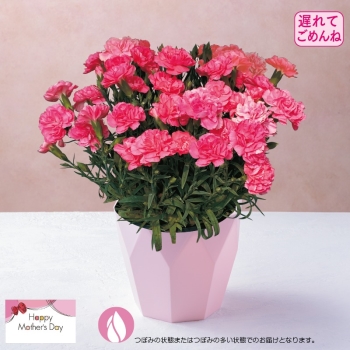 【５月１１日以降発送】カーネーション鉢植え「ハニーフラッシュ」（５号）