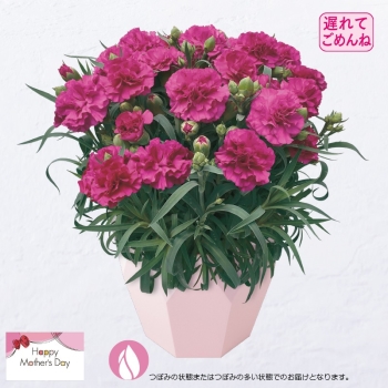 【５月１１日以降発送】カーネーション鉢植え「ムジカ」（５号）