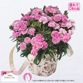 【５月１１日以降発送】カーネーション鉢植え「スイーツライラック」（５号）