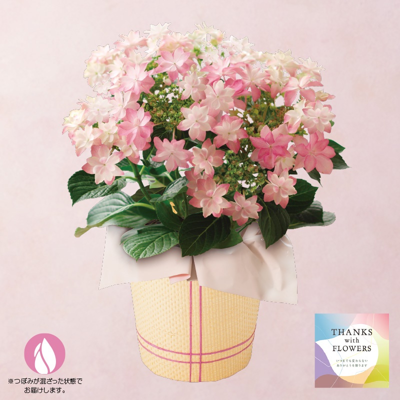【母の日】アジサイ鉢植え「ダンスパーティー」（５号）