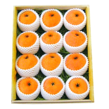 千葉県産房州びわ　ハウス栽培　桐箱入り　１２個入　ＢＨ－Ｋ