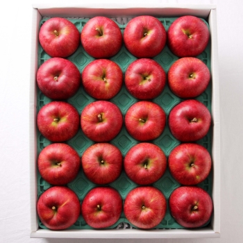 青森県・秋田県産　サンふじ　５ｋｇ