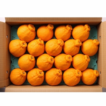 愛媛・和歌山県産　デコポン　５ｋｇ