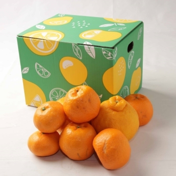 【ご家庭用】訳あり柑橘詰合せ　３ｋｇ