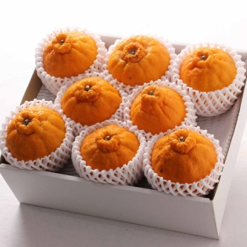 愛媛・和歌山県産　デコポン　２ｋｇ