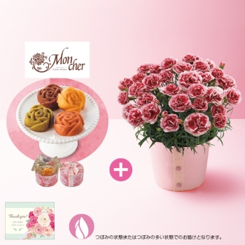 【母の日】カーネーション（いちごホイップ）と「パティスリーモンシェール」エタニティローズ
