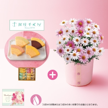 【母の日】マーガレット（さくらべーる）と「銀座千疋屋」銀座フルーツクーヘン