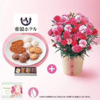 【母の日】カーネーション（さくらもなか）と「帝国ホテル」クッキー詰合せ