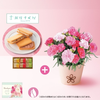 【母の日】カーネーション（ホットハート）と「銀座千疋屋」銀座フルーツサンド