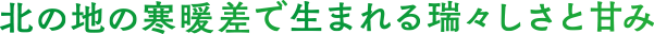 北の地の寒暖差で生まれる瑞々しさと甘み