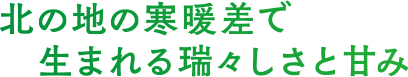 北の地の寒暖差で生まれる瑞々しさと甘み