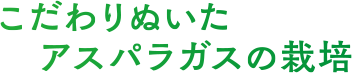 こだわりぬいたアスパラガスの栽培